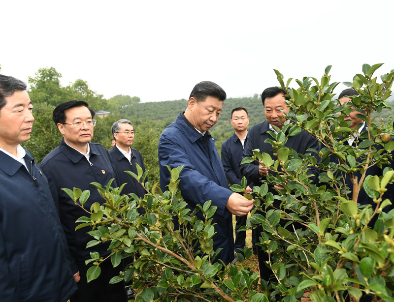 　　9月16日至18日，中共中央總書記、國家主席、中央軍委主席習(xí)近平在河南考察。這是17日上午，習(xí)近平來到信陽市光山縣槐店鄉(xiāng)司馬光油茶園，實地察看油茶樹種植和掛果情況。新華社記者 謝環(huán)馳 攝